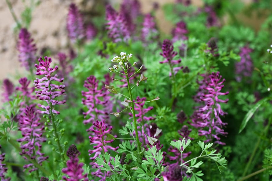 Farbpflanzen im Garten – Waid, Reseda und Krapp wachsen nebeneinander